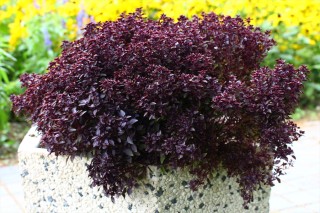 img-1: Базилик декоративный Пёпл болл F1 [500 шт] - ООО «Семена Тут»