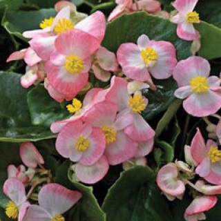 Бегония вечноцветущая Бада Бинг Роуз Биколор [1000 шт] - ООО «Семена Тут»