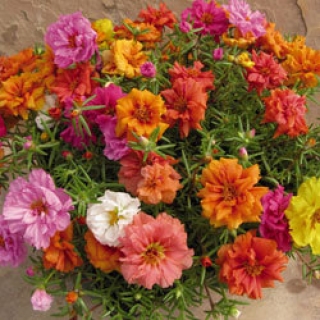 img-0: Портулак Стопвотч Микс [1000 шт] - ООО «Семена Тут»