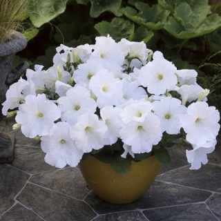 img-0: Петуния гибридная Трилоджи Вайт [100 драже] - ООО «Семена Тут»