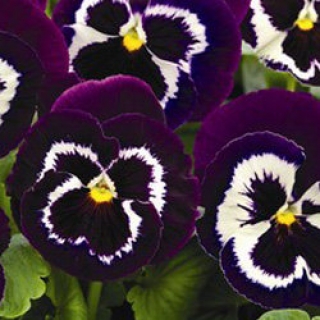 Виола крупноцветковая Маммот Вива ла виолет  [100 шт] - ООО «Семена Тут»