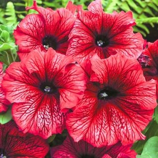 Петуния грандифлора Дэдди Ред [1000 драже] - ООО «Семена Тут»