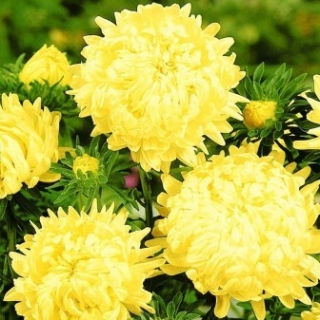 Астра пионовидная Дюшес желтая - ООО «Семена Тут»