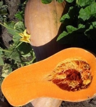 img-1: Тыква Жемчужина - ООО «Семена Тут»