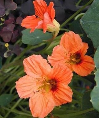 Настурция большая Лососевый блик - ООО «Семена Тут»