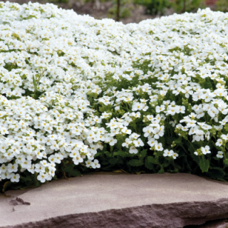 img-0: Арабис кавказский Кэтвок Вайт [1000 драже] - ООО «Семена Тут»