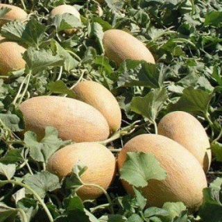 Дыня Дакаро F1 - ООО «Семена Тут»