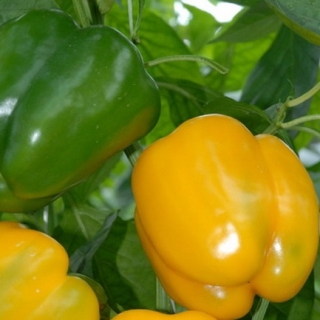 Перец Дерби F1 - ООО «Семена Тут»