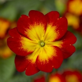 img-0: Примула Орион Скарлет Флейм [100 шт] - ООО «Семена Тут»