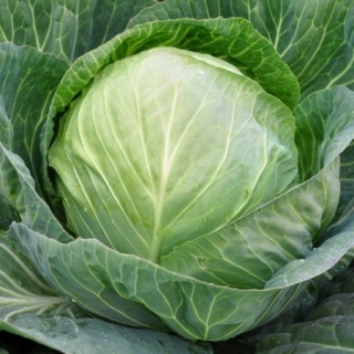 Капуста белокочанная Секома F1 - ООО «Семена Тут»