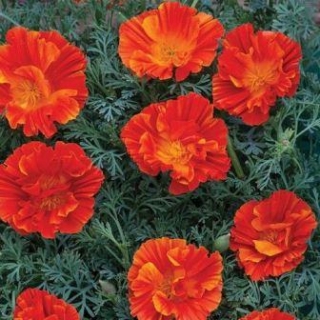 Эшшольция Маков цвет - ООО «Семена Тут»