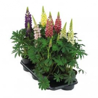 img-1: Люпин Люпини Микс [100 шт] - ООО «Семена Тут»