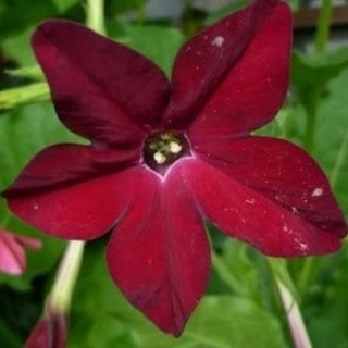 Табак Сандер Авалон Бургунди [100 драже] - ООО «Семена Тут»