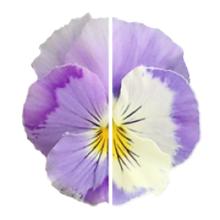 img-0: Виола ампельная Хайфлайер F1 Лайт Виолет Шейдес [500 шт] - ООО «Семена Тут»