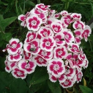 Гвоздика Турецкая Княжна - ООО «Семена Тут»