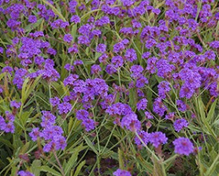 img-1: Вербена жесткая Даззлинг Найтс [1000 шт] - ООО «Семена Тут»