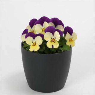 img-1: Виола рогатая Квиктайм Лемон Джамп Ап [1000 шт] - ООО «Семена Тут»