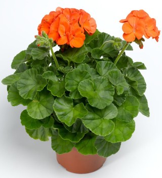 img-1: Пеларгония зональная Пинто Премиум Оранж [1000 шт] (инкруст. семена) - ООО «Семена Тут»