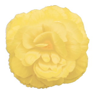 img-0: Бегония клубневая Нонстоп Лемон [100 драже] - ООО «Семена Тут»