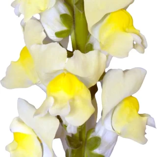 img-0: Львиный зев Орлеан F1 (группа 3,4) Еллоу [1000 шт] - ООО «Семена Тут»