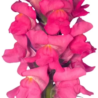 img-0: Львиный зев Орлеан F1 (группа 3,4) Роуз [1000 шт] - ООО «Семена Тут»