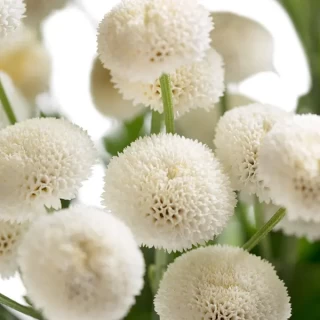 img-0: Пиретрум Байя [100 драже] - ООО «Семена Тут»