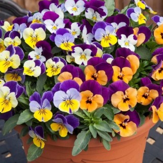 Виола рогатая Бель Визо Джамп Ап Микс [1000 шт] - ООО «Семена Тут»