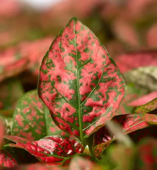 img-1: Гипестис Колоратус Ред [250 шт] - ООО «Семена Тут»