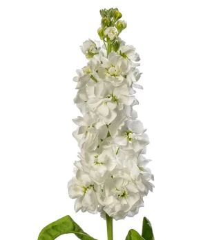 img-1: Маттиола Джордин Вайт [100 шт] - ООО «Семена Тут»