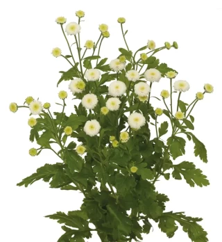 img-1: Пиретрум Лима [1000 драже] - ООО «Семена Тут»