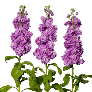 img-0: Маттиола Милла Лавендер [100 шт] - ООО «Семена Тут»