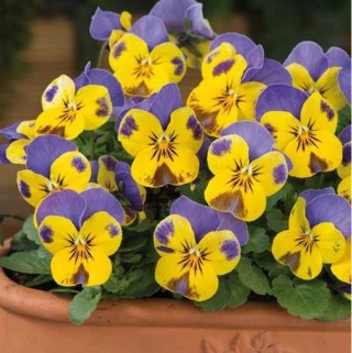 Виола рогатая Сорбет Еллоу Блю Джамп Ап  [1000 шт] - ООО «Семена Тут»