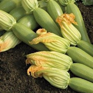 img-0: Кабачок Невира F1 - ООО «Семена Тут»