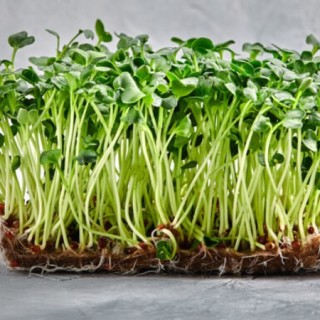 img-1: Редис Заря - ООО «Семена Тут»