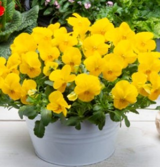 img-2: Виола рогатая Вивальди Еллоу [1000 шт] - ООО «Семена Тут»