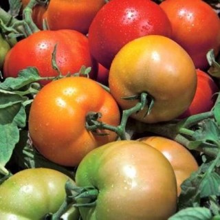 Томат Трибека F1 - ООО «Семена Тут»