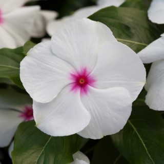 img-0: Катарантус Блокбастер Пепперминт [100 шт] - ООО «Семена Тут»