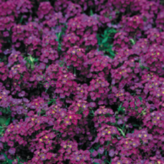 Алиссум Вондерленд Дип Парпл [1000 драже] - ООО «Семена Тут»