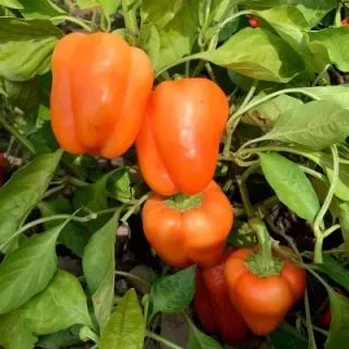 Перец Оранжевая красавица F1 - ООО «Семена Тут»