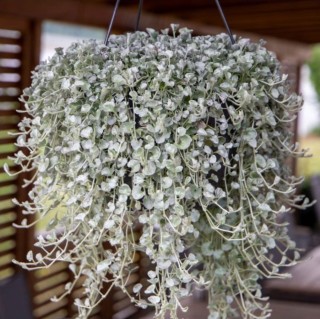 img-0: Дихондра Сильвер Серфер [1000 шт] - ООО «Семена Тут»