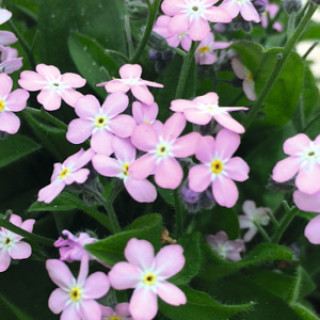 img-0: Незабудка Беллами Пинк [250 шт] - ООО «Семена Тут»