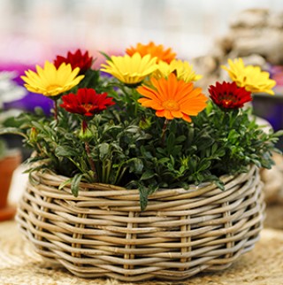 Газания Энорма Фулл [1000 шт] - ООО «Семена Тут»