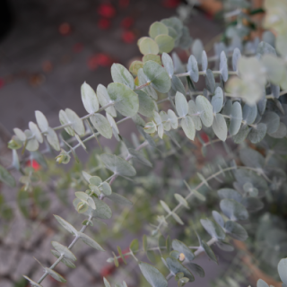 img-0: Эвкалипт Бэби Блю Букет [50 шт] - ООО «Семена Тут»