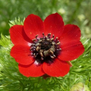 img-1: Адонис летний Красный - ООО «Семена Тут»