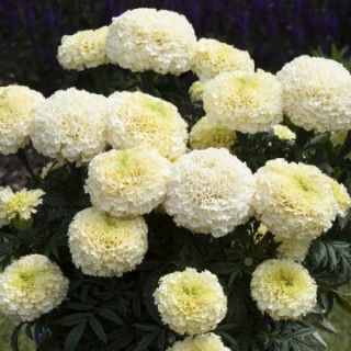 img-0: Бархатцы прямостоячие Вайтголд Макси [1000 шт] - ООО «Семена Тут»