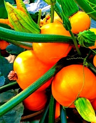 Кабачок Амарил F1 - ООО «Семена Тут»