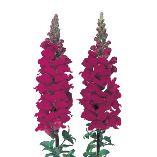 Львиный зев Адмирал Кримсон [1000 шт] - ООО «Семена Тут»