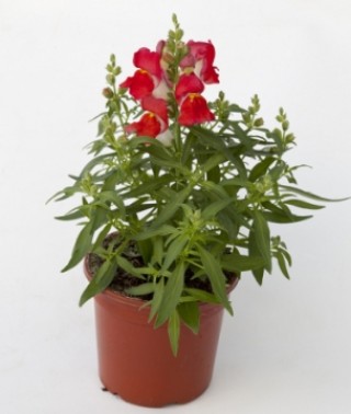 img-1: Львиный зев Крэкл энд Поп Ред Биколор [1000 шт] - ООО «Семена Тут»