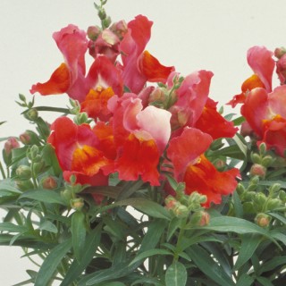 img-0: Львиный зев Флорал Шауэрс Дип Бронз [100 шт] - ООО «Семена Тут»