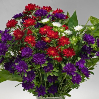 Астра Серенада Микс [2500 шт] - ООО «Семена Тут»